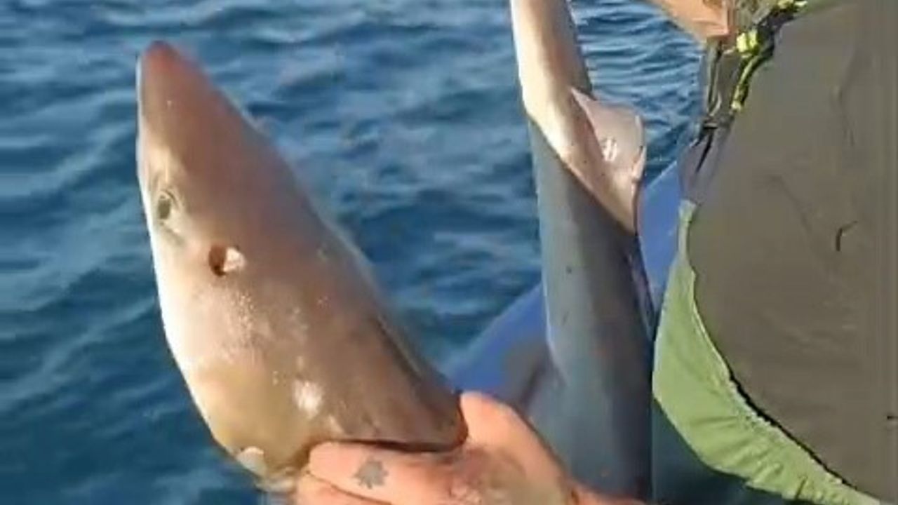 Kıyıköy'de Koruma Altındaki Camgöz Köpekbalığı Denize Bırakıldı