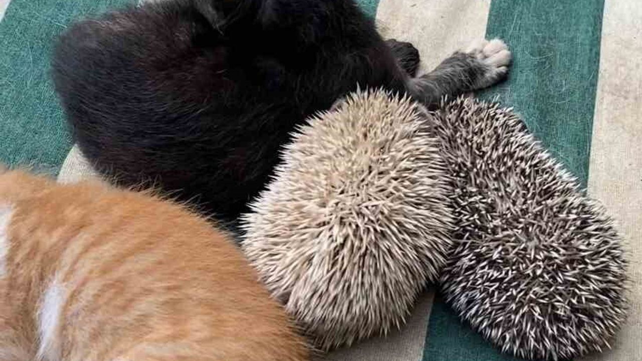 Kocaeli'de Anne Kedinin 'Süt Kardeşliği': Kirpi Yavrularını da Emzirdi