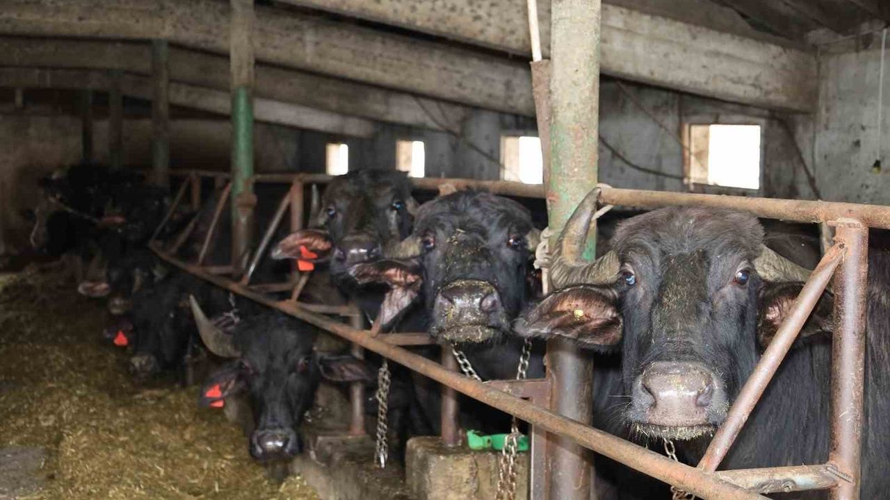 Kocaeli’de manda sayısı 3 bin 295’e yükseldi: Damızlık desteği etkili oldu