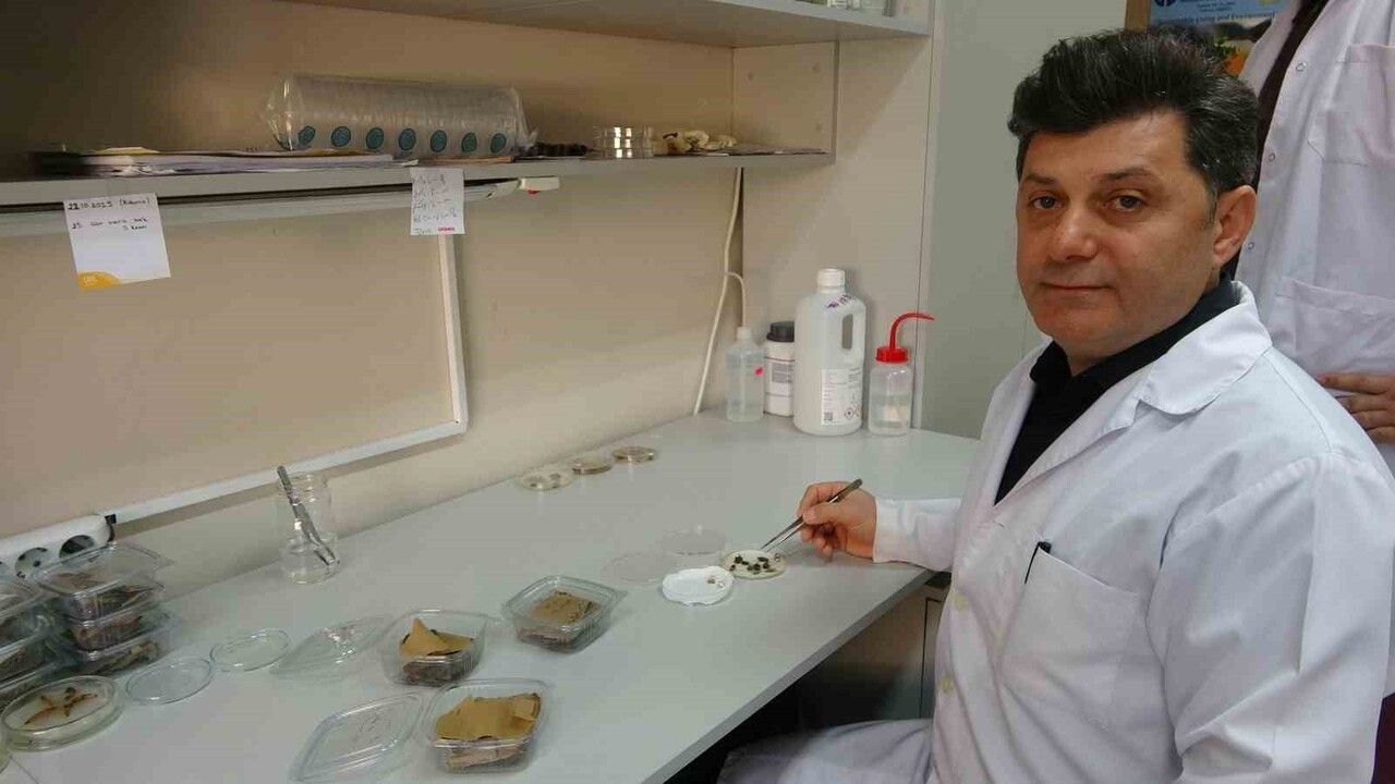 Kokarca Fındıkta Hasarı Derinleştiriyor: Karadeniz’de Zarar Yüzde Yüze Yaklaşıyor