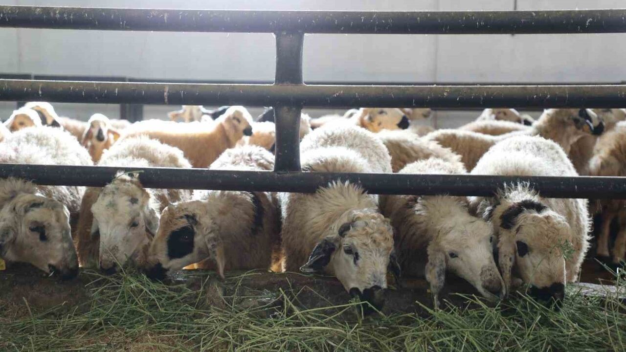 Kovancılar'da yüzde 50 hibe ile 120 başlık küçükbaş çiftlik