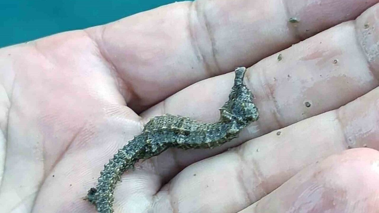 Köyceğiz, Dalyan ve İztuzu’nda Kaçak Avcılık Denetimi: 2 Sepet, 5 Barbun Ağına El Konuldu