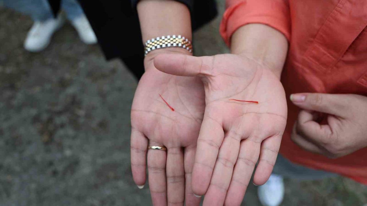 Kozan'da Safran Hasadı Başladı: Gramı 600 TL, Rekolte Düşüşte