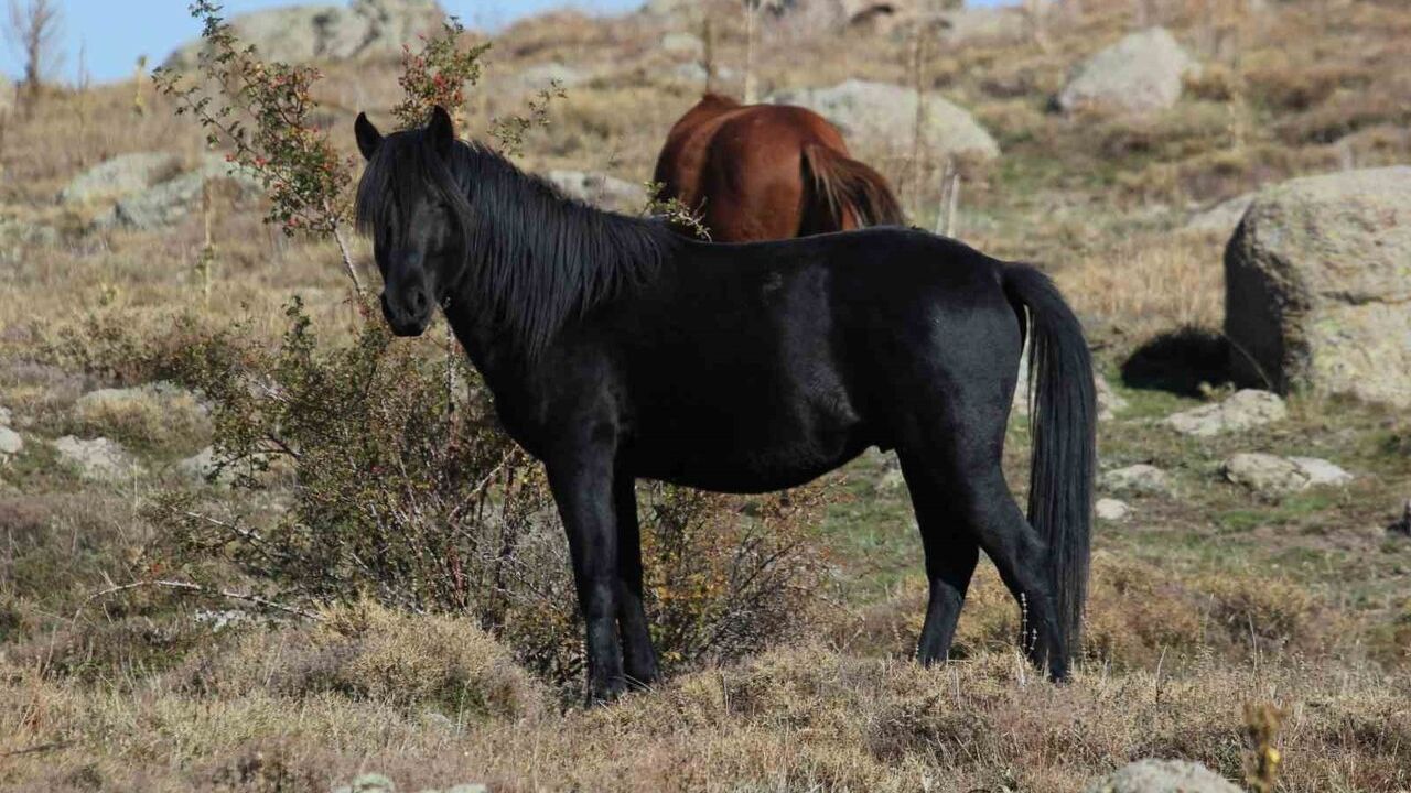 Kumalar Dağı'nda Bulutların Dansı ve Yılkı Atları: Dron Görüntüleri