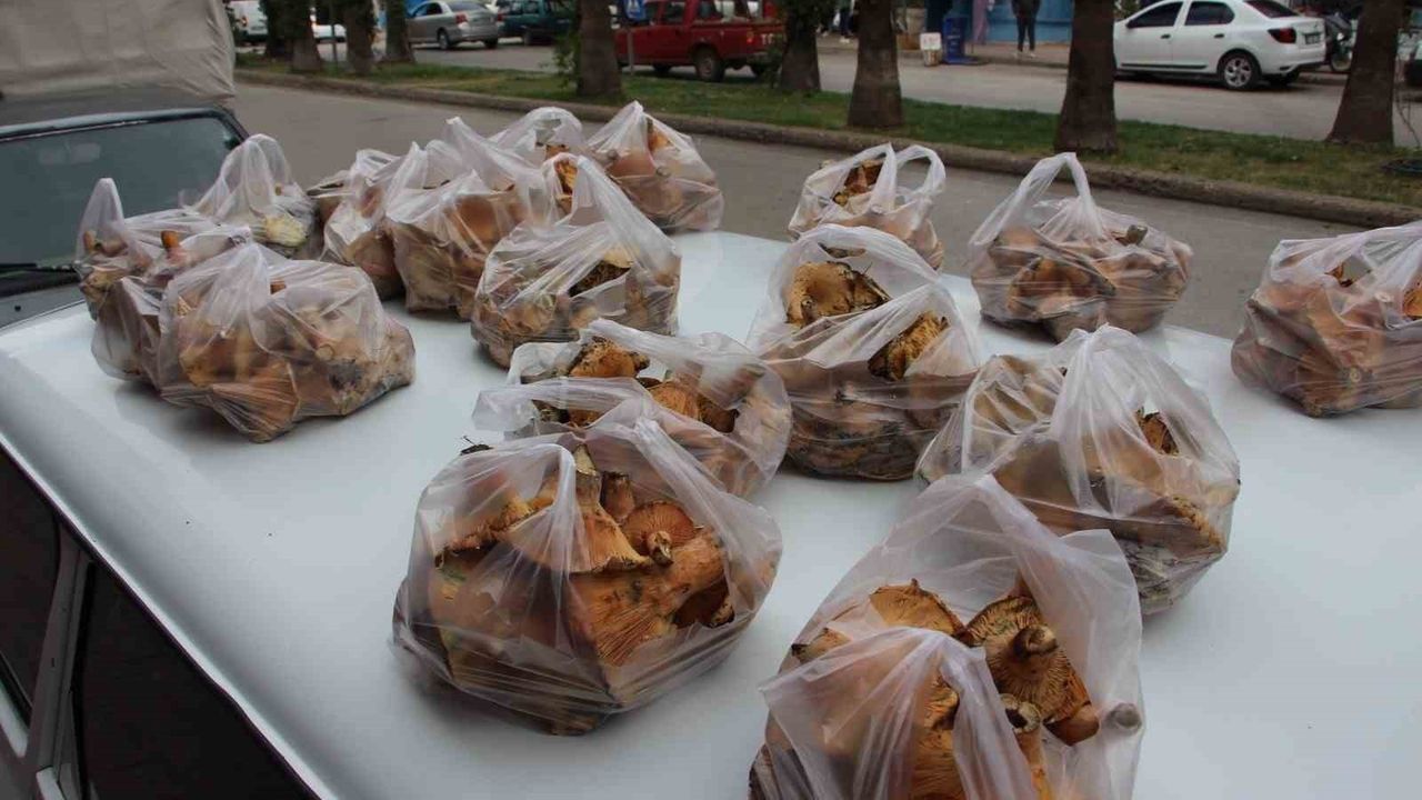 Kumluca'da Kanlıca (Çam) Mantarı: Kilogramı 350-450 TL'ye Satılıyor