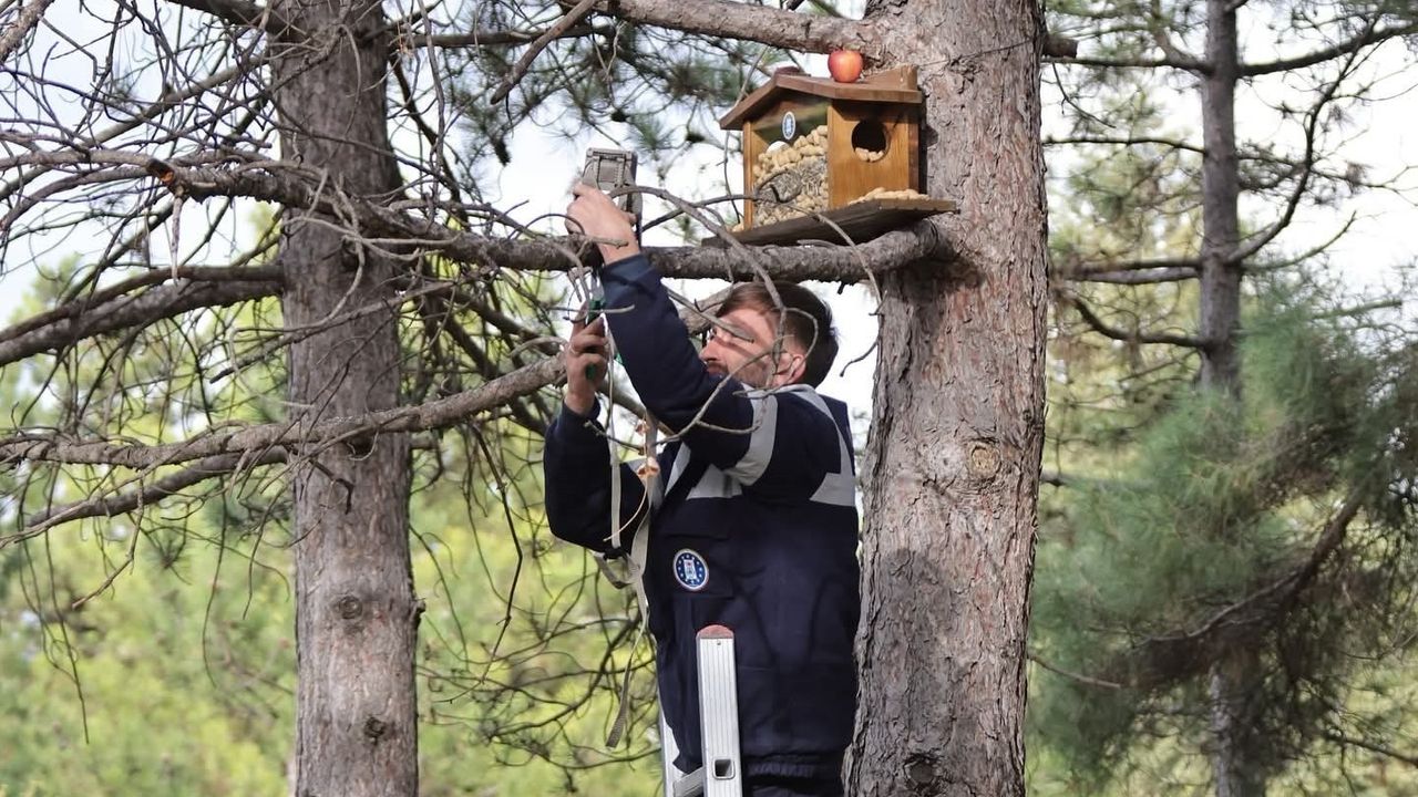 Kütahya Belediyesi'nden Sincap ve Kuşlara Kış Desteği