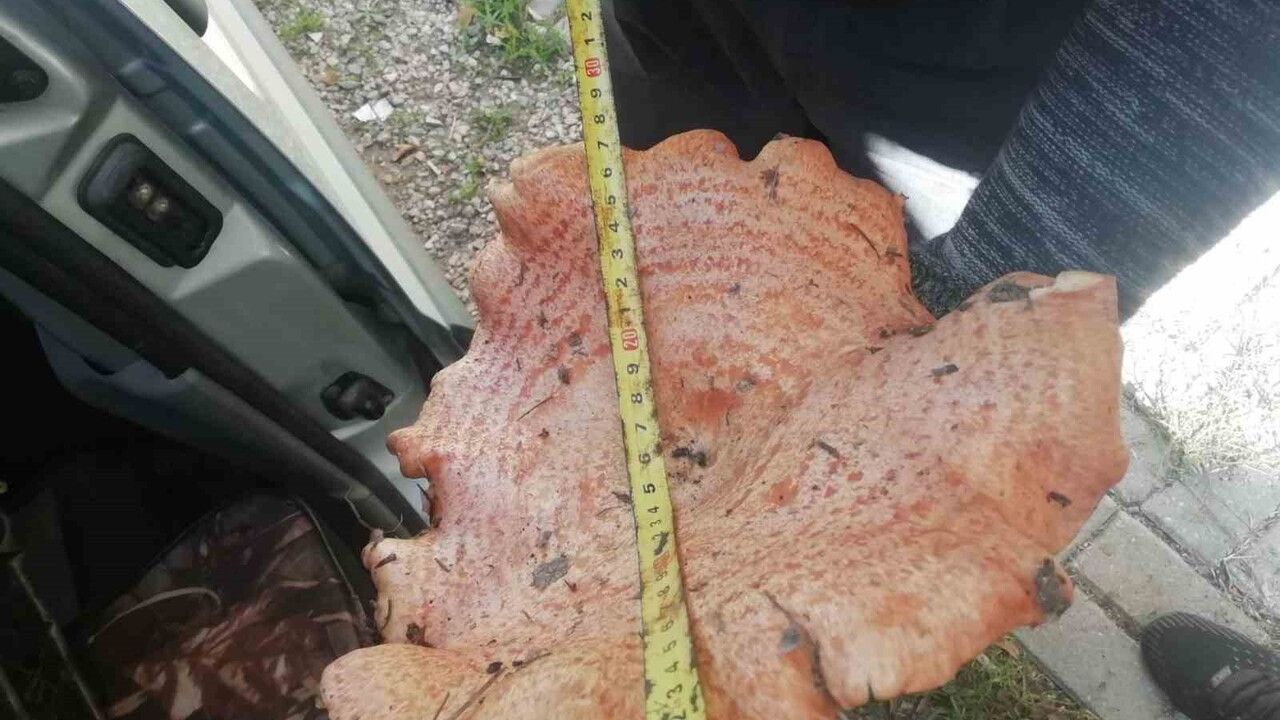 Kütahya'da dev melki mantar bulundu: 28 cm, 540 gram