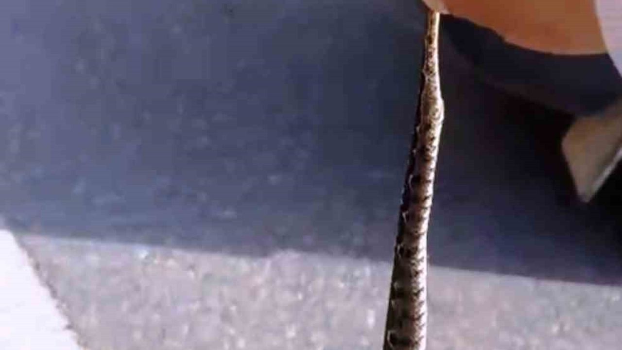 Kütahya'da Emekli İşçi Engerek Yılanını Kuyruğundan Yakalayıp Doğaya Bıraktı