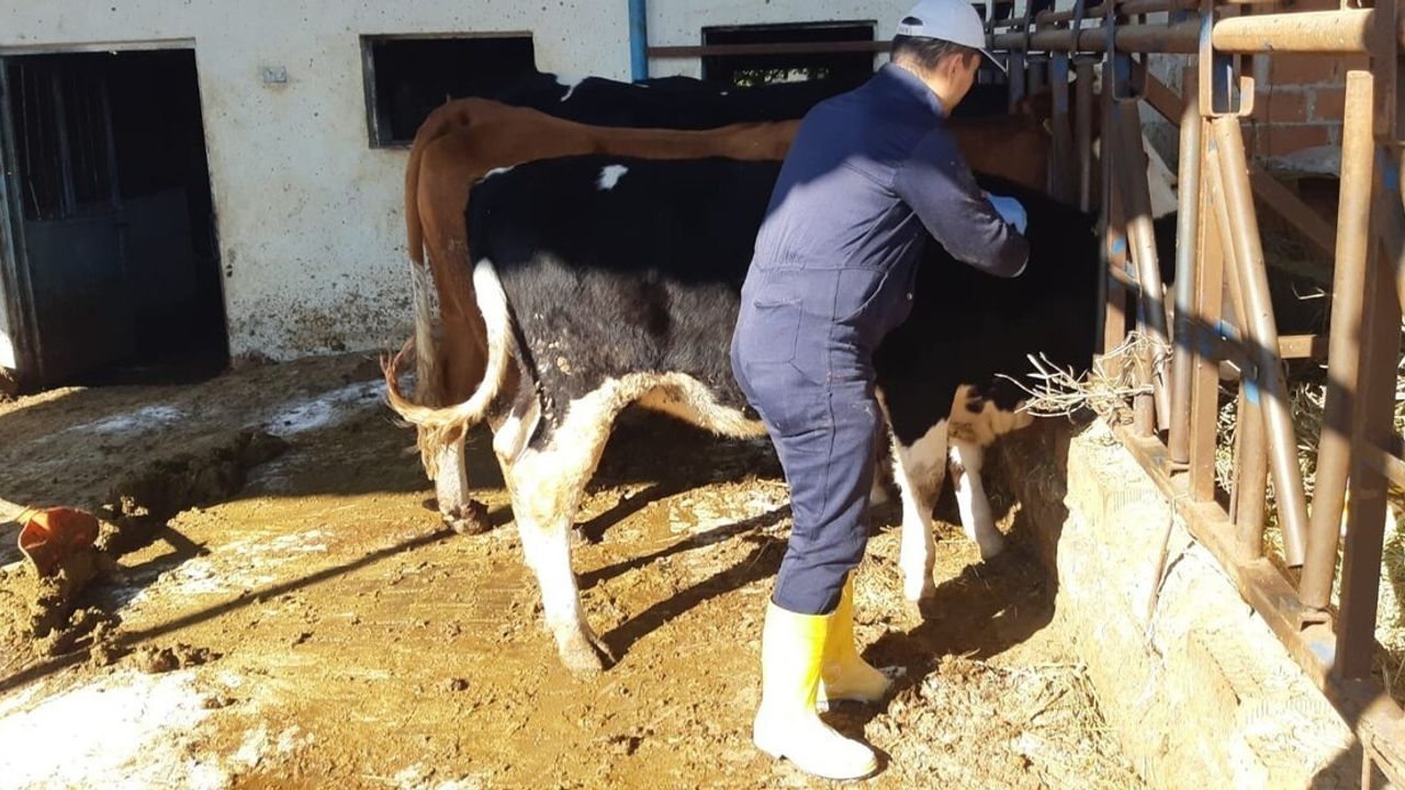 Kuyucak'ta Şap Alarmı: 20 Mahallede Hayvan Giriş-Çıkışları Yasaklandı