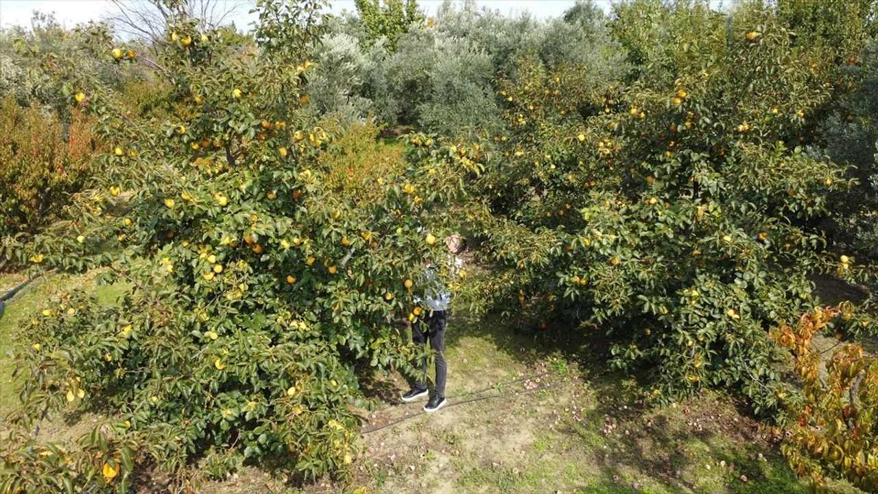 Lapsekili Üretici Sabri Özkan, Tasarladığı Aletle Trabzon Hurmasından Gelirini Katladı