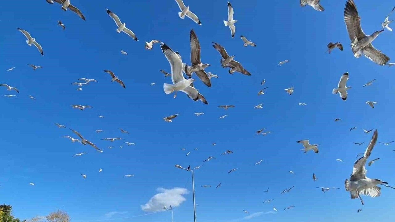 Lodos Süleymanpaşa'da Balıkçıları Limana Hapsetti