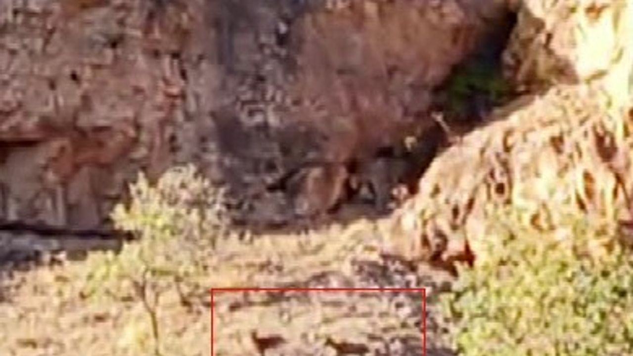 Malatya Arapgir'de Sürü Halindeki Yaban Keçileri G…