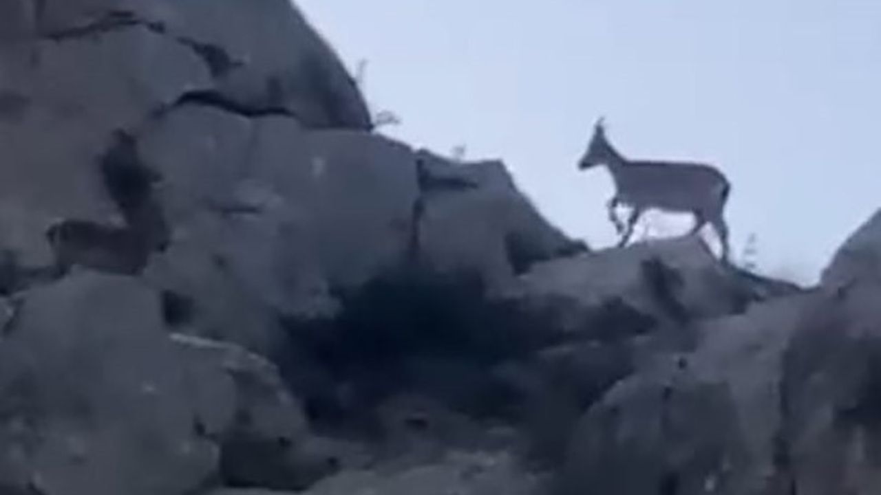 Malatya Yazıhan'da Yaban Keçileri Sürü Halinde Görüntülendi