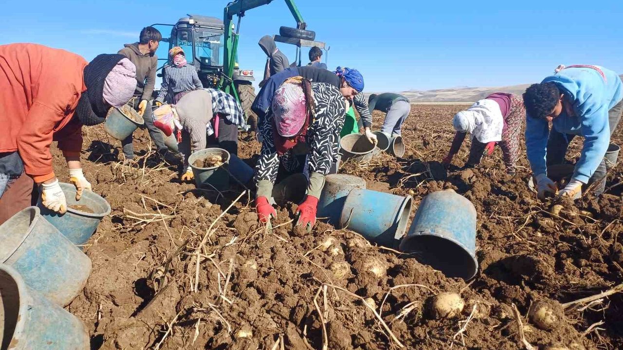 Malazgirt'te İlk Kez Ekilen Patateste Yüksek Verim