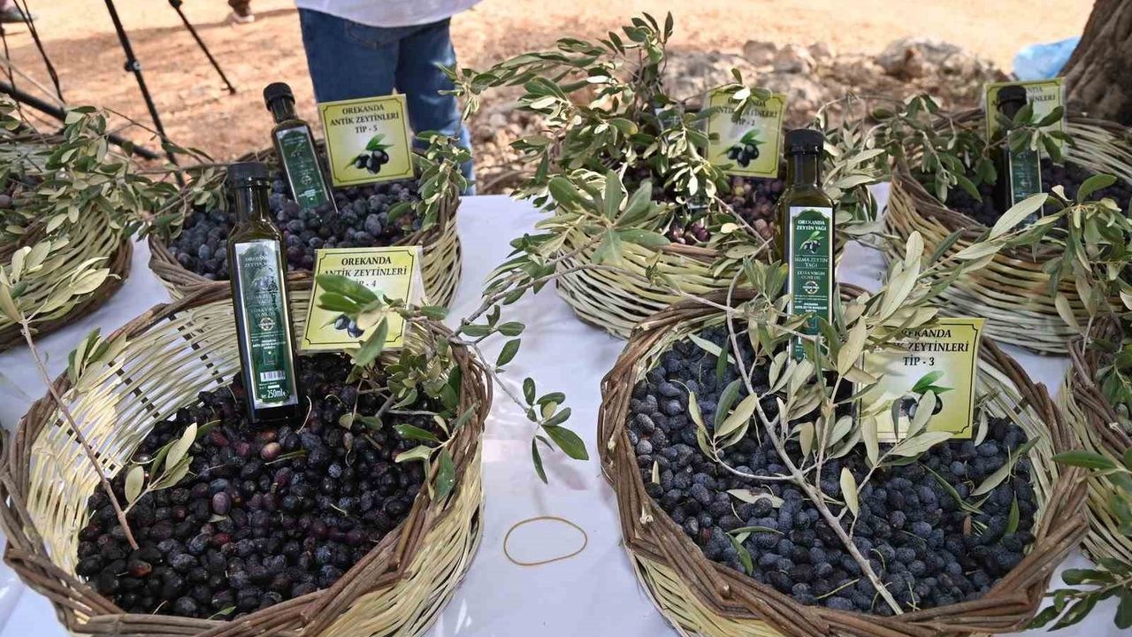 Manavgat’ta Zeytin ve Zeytinyağı Festivali 8-9 Kasım 2025’te Başlıyor