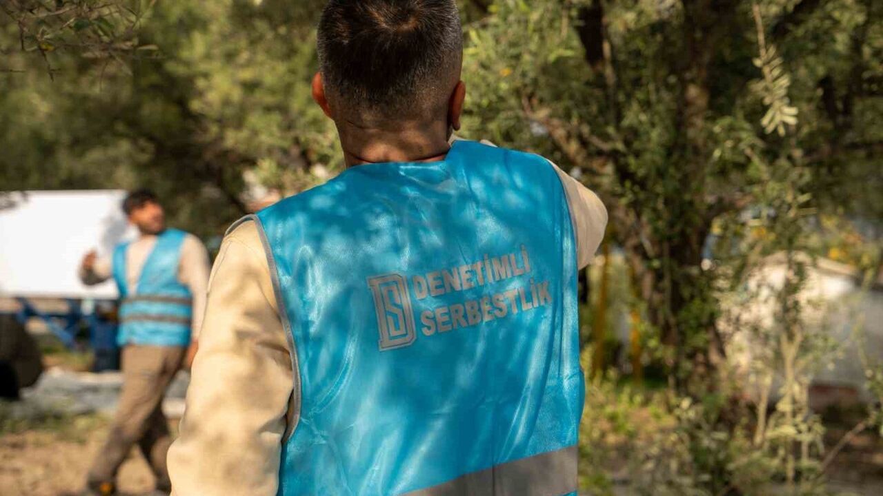 Manisa'da Denetimli Serbestlik Yükümlüleri Sarma İlkokulu'nda 60 Zeytin Ağacını Hasat Etti