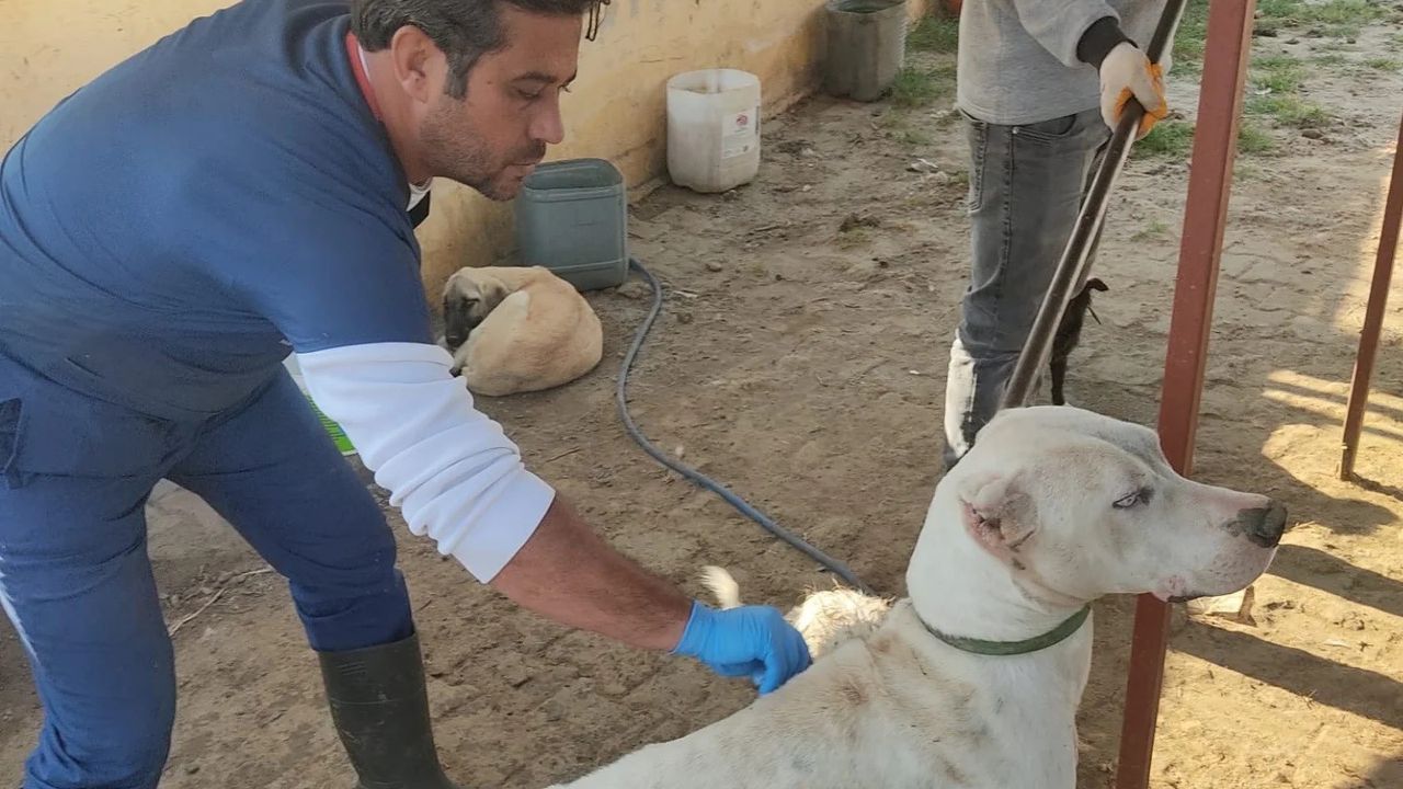 Manisa'da Sahipsiz Köpekler Toplanıyor — Saruhanlı ve Sarıgöl'de Barınak ve Tedavi