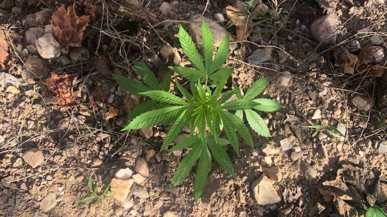 Manisa Salihli'de üzüm bağında 7 kök kenevir ele geçirildi