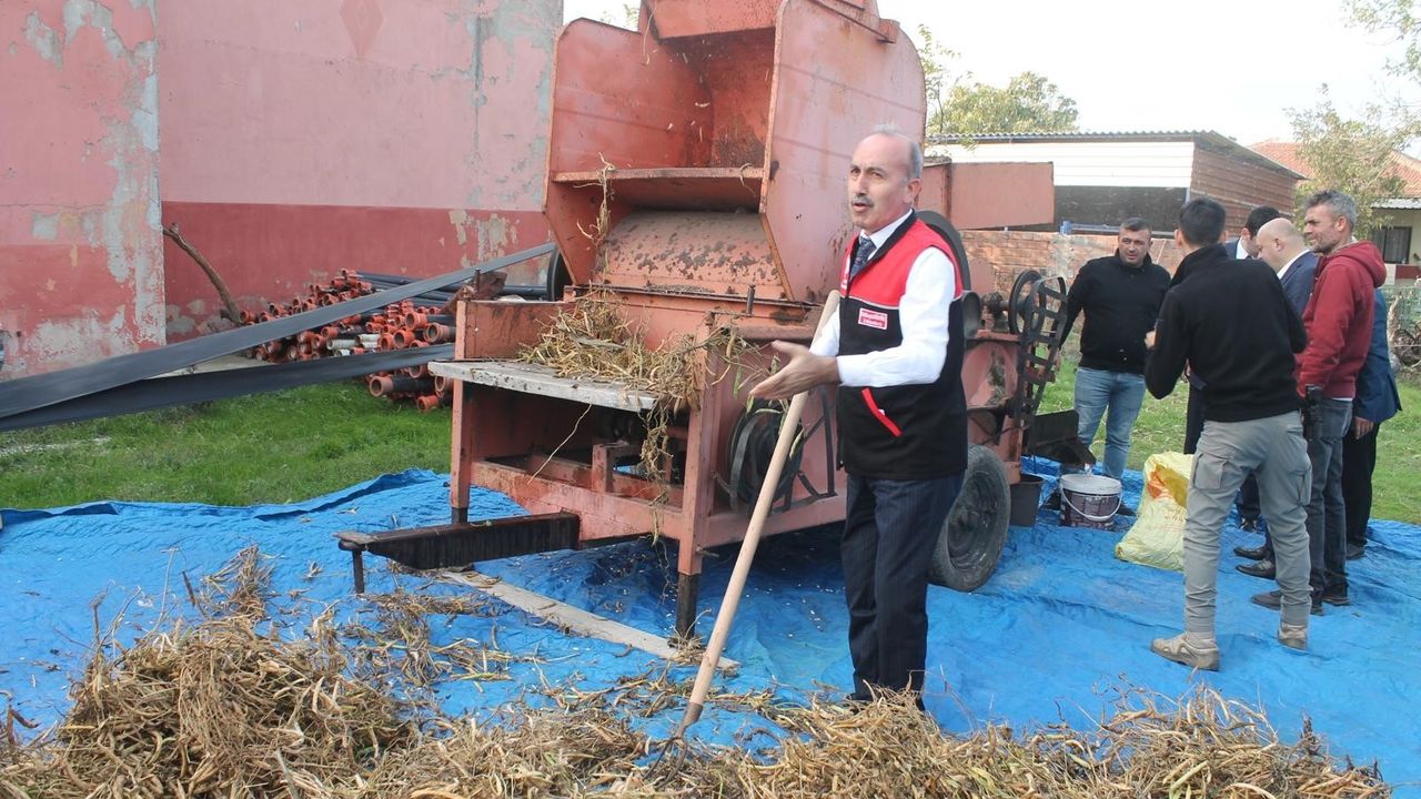 Manyas'ta İlk Kazak Fasulyesi Hasat Festivali