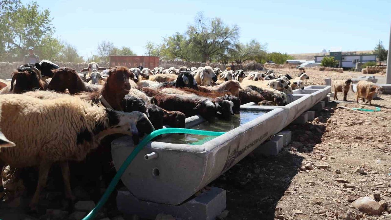 Mardin Büyükşehir 5 ilçede 330 sıvatla hayvanlara temiz su sağladı