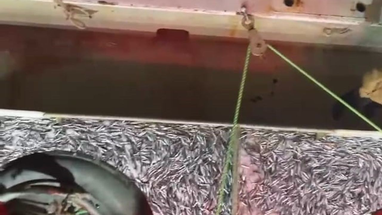 Marmara'da Bereketli Av: Bin Kasa Hamsi ve Bin Kasa Sardalya