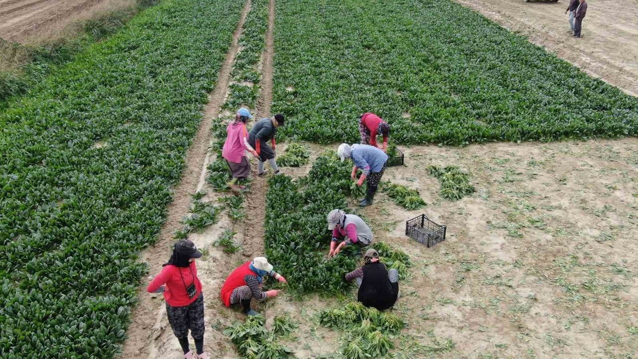 Menemen'de Ispanak Hasadı: Tarlada Bolluk, Pazarda Fiyat Şoku