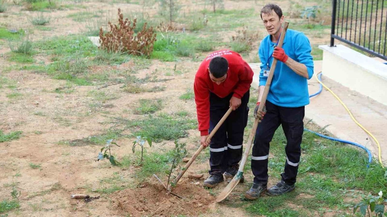 Menteşe Akçaova TOKİ'de 11 Kasım'da 'Yeşil Vatan' Fidan Dikimi