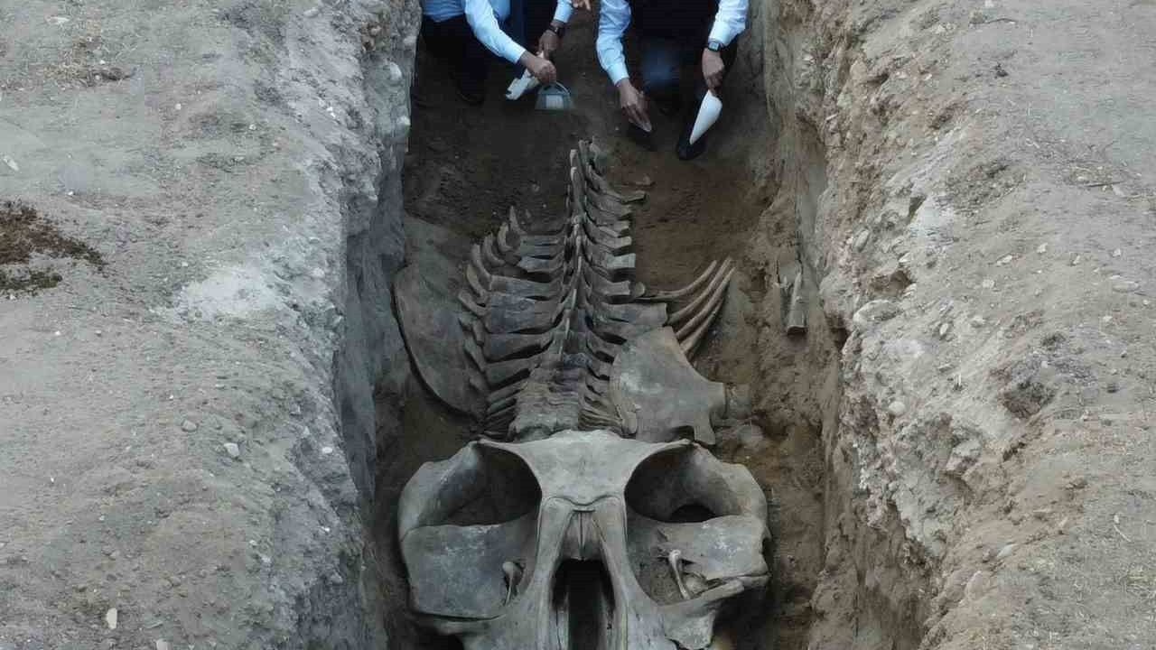 Mersin'de 16 Metrelik Fin Balinasının İskeleti Birleştiriliyor