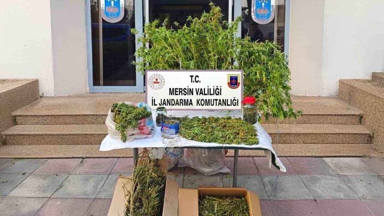 Mersin'de 52 Kök Kenevir ve 11 Kilo 880 Gram Esrar Ele Geçirildi: Şüpheli Tutuklandı