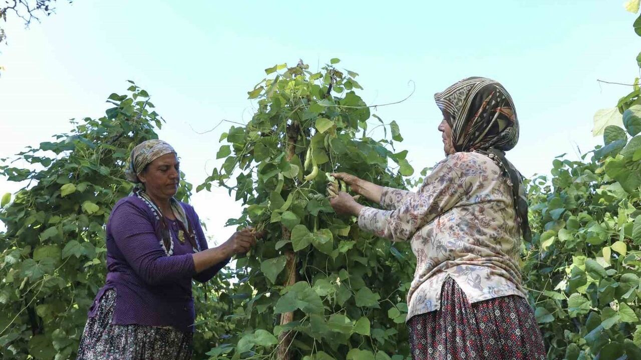 Mersin'de Leklek Fasulyesi Canlanıyor: 15 Üreticiye 150 Kilo Tohum Desteği