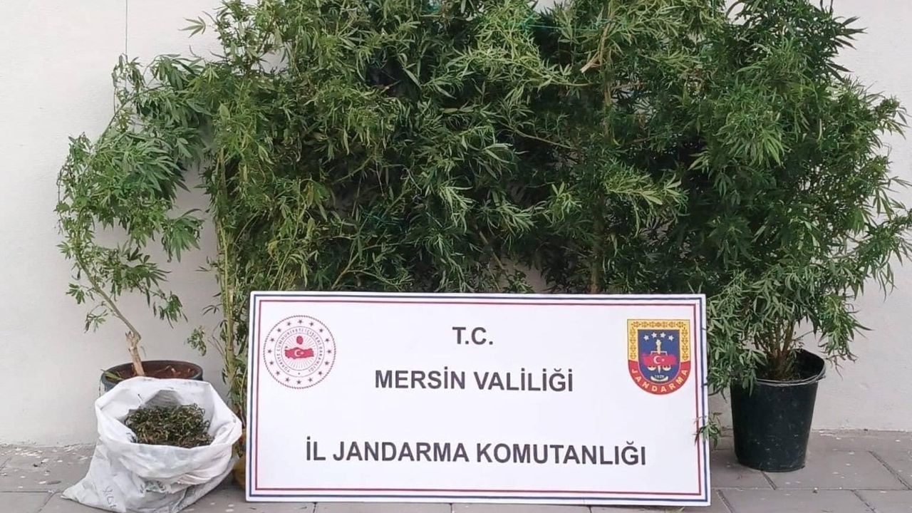 Mersin Erdemli'de Jandarma 25 Kök Kenevir ve 1 Kilo 250 Gram Esrar Ele Geçirdi, 1 Şüpheli Yakalandı