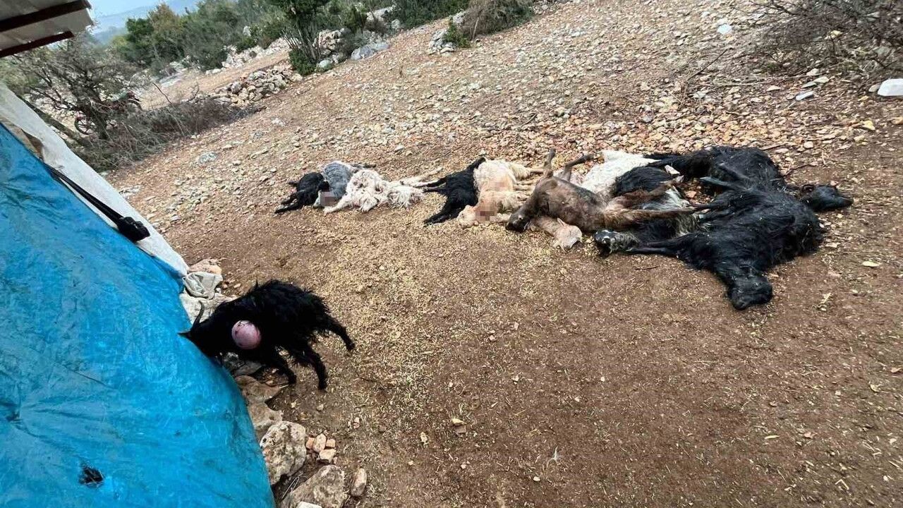 Mersin Tarsus'ta Yabani Hayvan Saldırısı: 12 Küçükbaş Telef Oldu