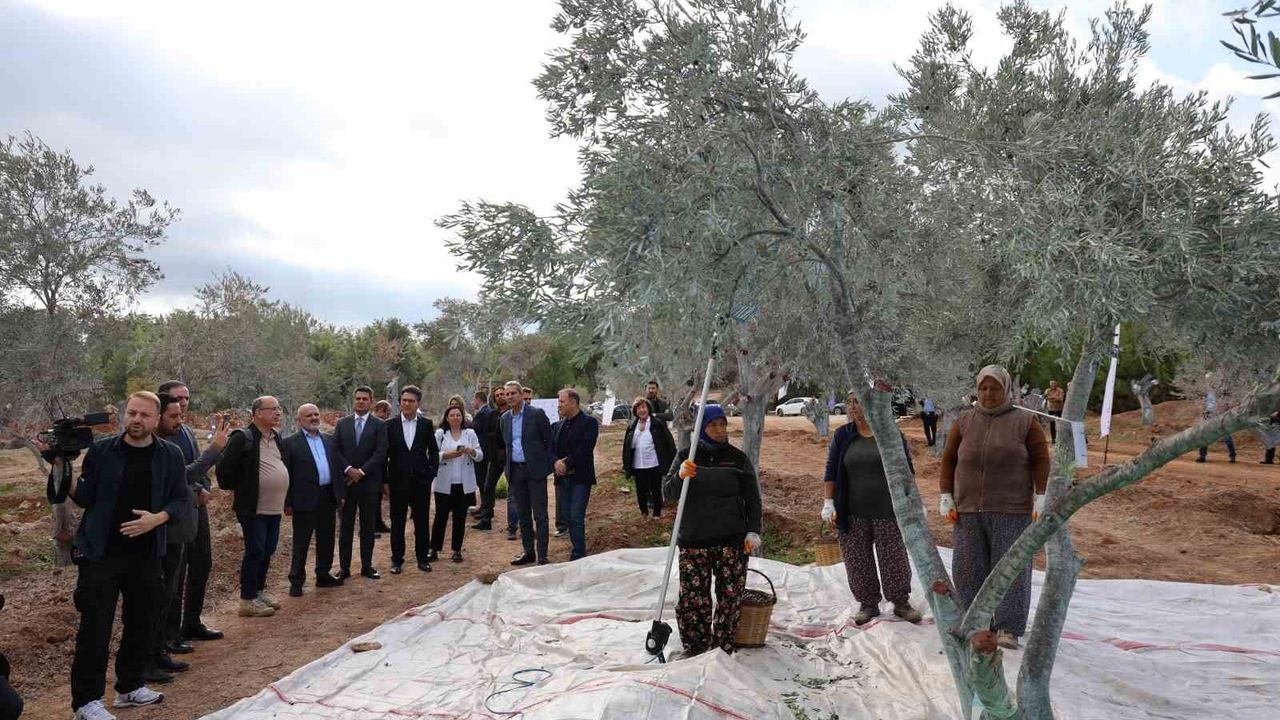 Milas'ta 3 Asırlık Zeytin Ağacı Rehabilitasyon Alanına Törenle Taşındı