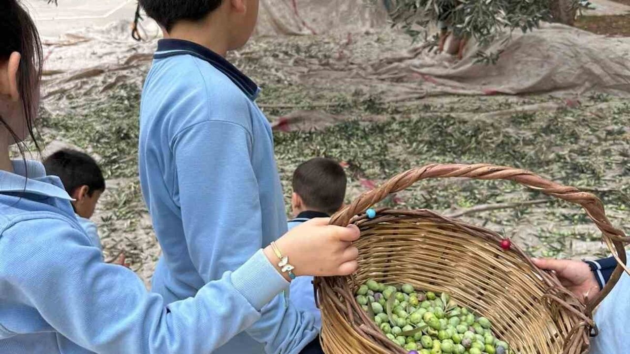 Minikler eTwinning ile Zeytinin Ağaçtan Sofraya Yolculuğunu Öğrendi