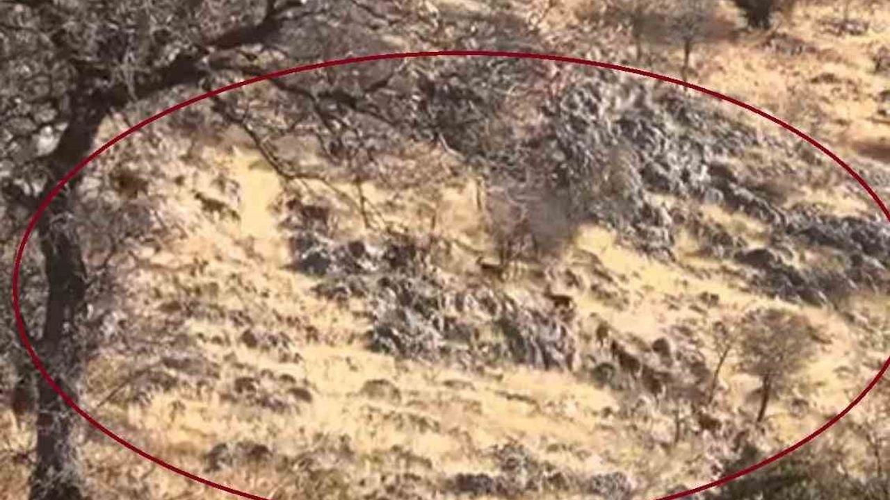 Mirğan Dağı'nda Sürü Halinde Dağ Keçileri — Çermik, Diyarbakır