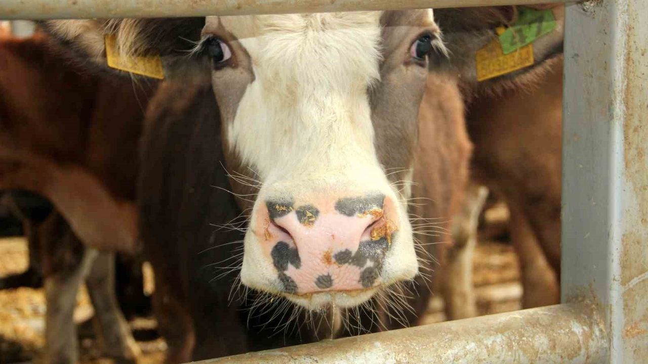 Mudurnu'da Şap Alarmı: 18 Köy ve 4 Mahalle Karantinaya Alındı