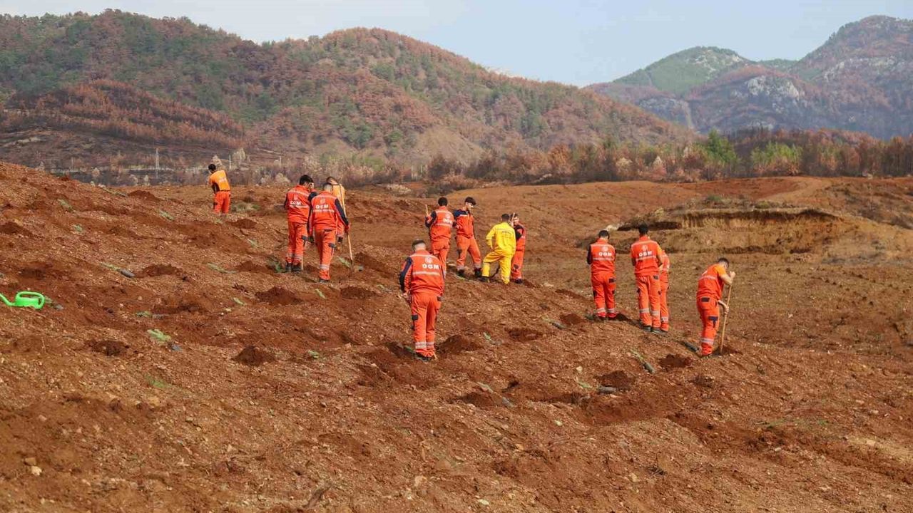 Muğla'da 'Yeşil Vatan' Seferberliği: 11 Kasım'da 30 Noktada Fidan Dikimi