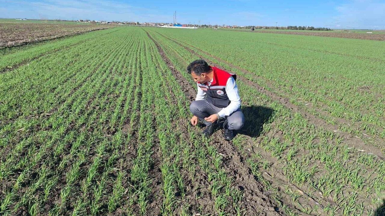 Muratlı’da Hububatta Ekin Kambur Böceği Tehdidi