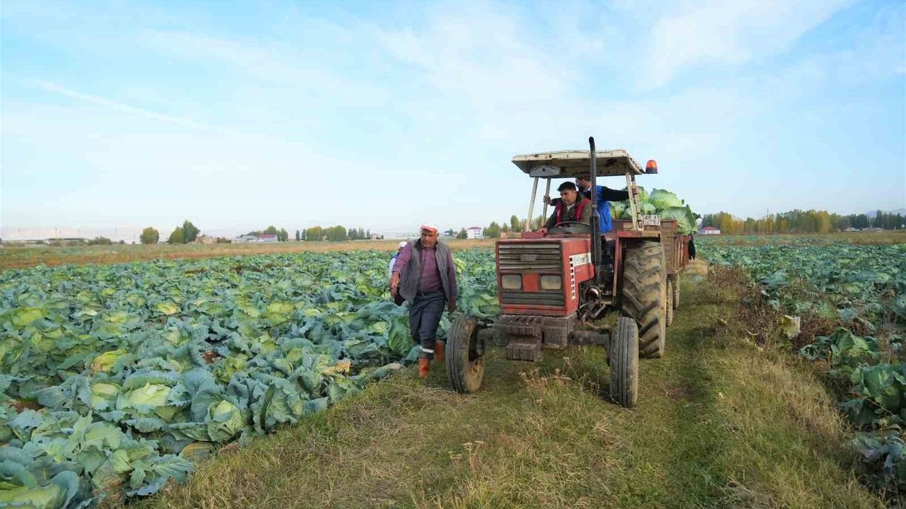 Muş Ovası'nda Gönüllü Gençlerden Lahana Hasadına Destek