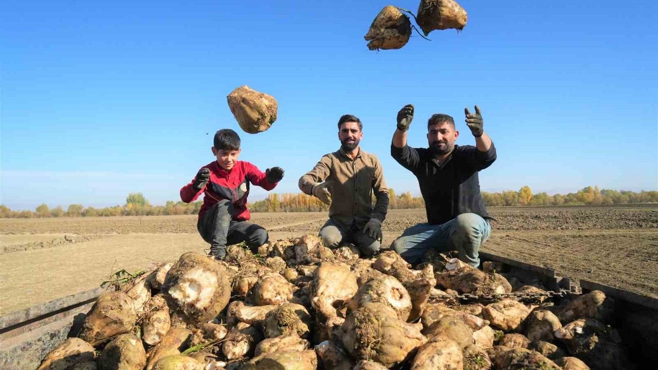 Muş Ovası'nda Şeker Pancarı Hasadı Tam Gaz