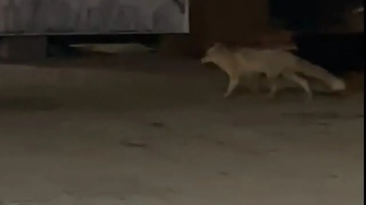 Muş'ta Aç Kalan Tilki Çarşı Merkezine İndi