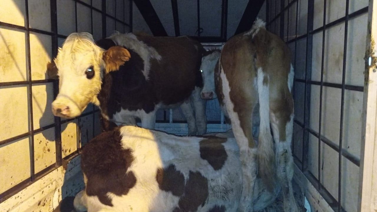 Muş'ta Çalıntı 3 Büyükbaş Jandarma Kontrolünde Yakalandı