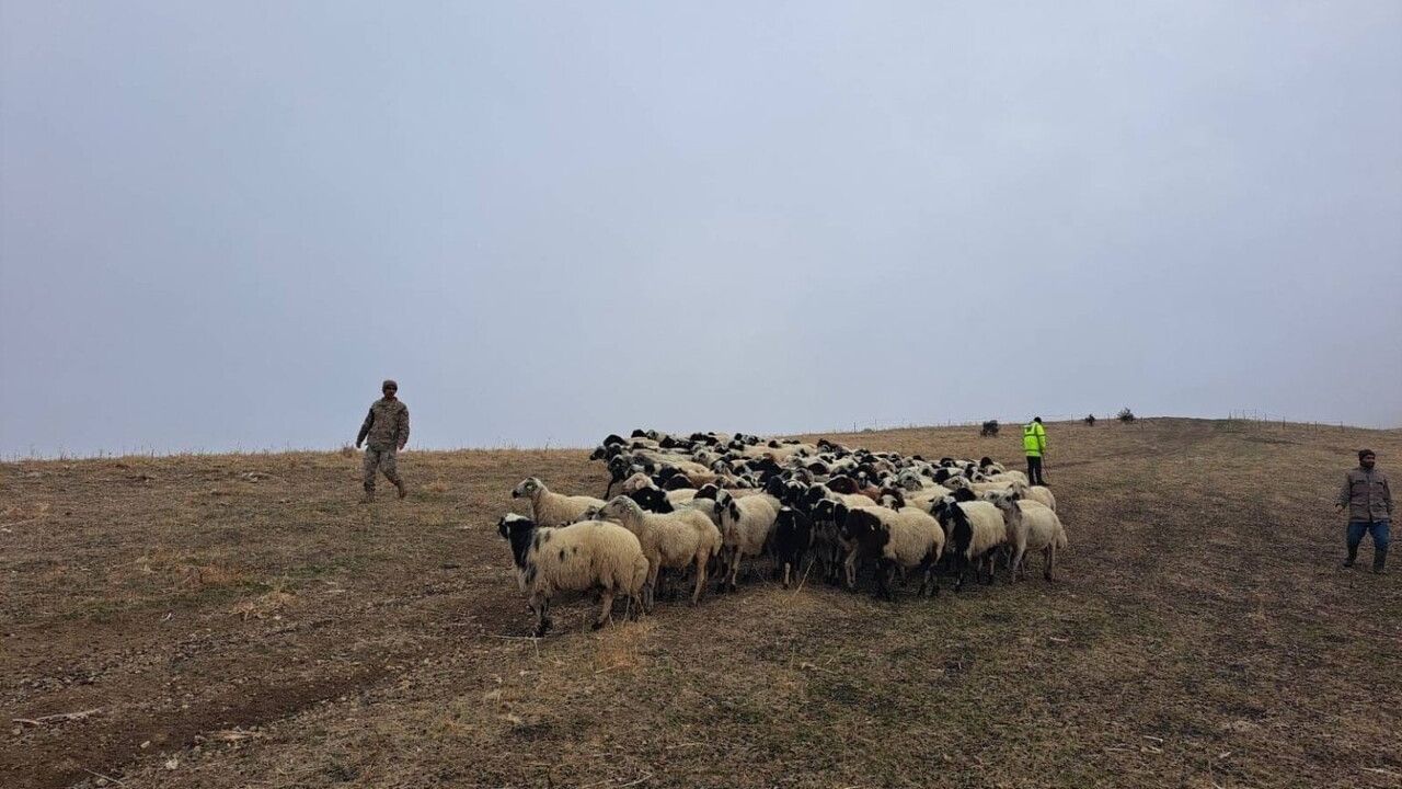 Muş’ta Jandarma 200 Küçükbaş Hayvanı Bularak Sahibine Teslim Etti