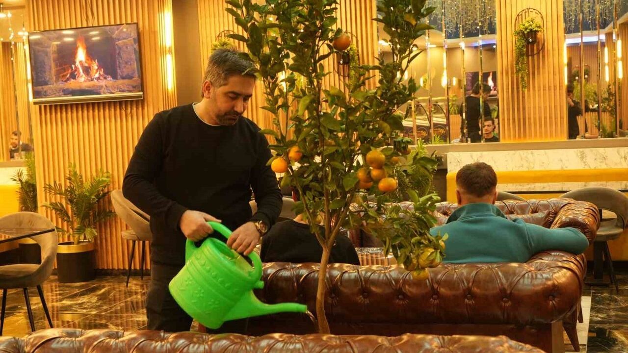 Muş’ta Kafede Saksıda Mandalina: Müşterilere Doğal İkram