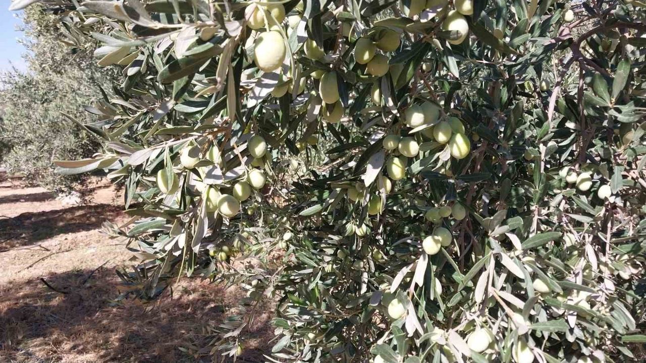 Mut'ta 120 Bin Ton Zeytin, 10 Bin Ton Zeytinyağı Beklentisi