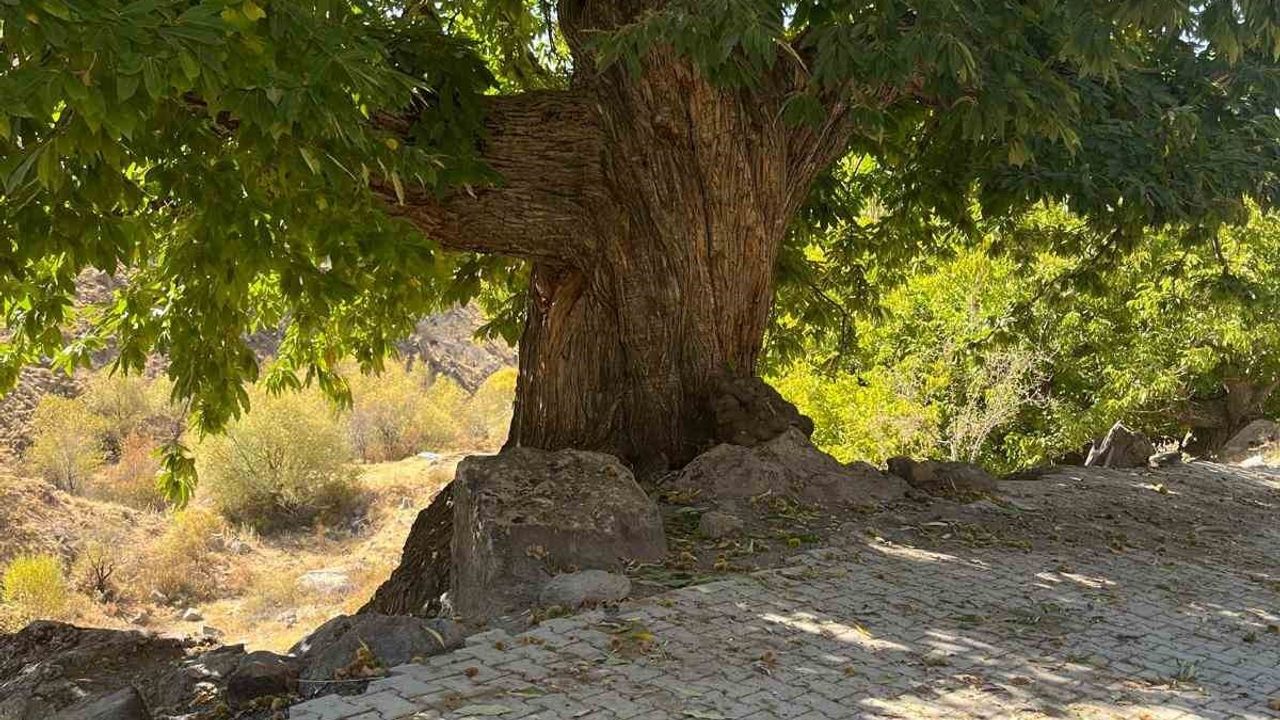 Niğde'de 'Kestanenin Hikâyesi, Yeşil Vatan’ın Sesi' Hikaye Yarışması