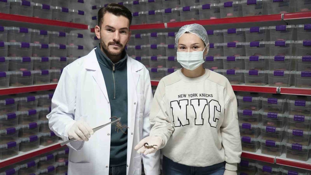 Niğde'den Dünya'ya Akrep Zehri İhracatı