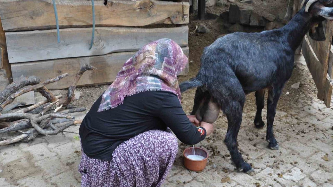 Niğde Horoz Köyü'nün Keçi Sütü Yoğurdu: Doğal Lezzet