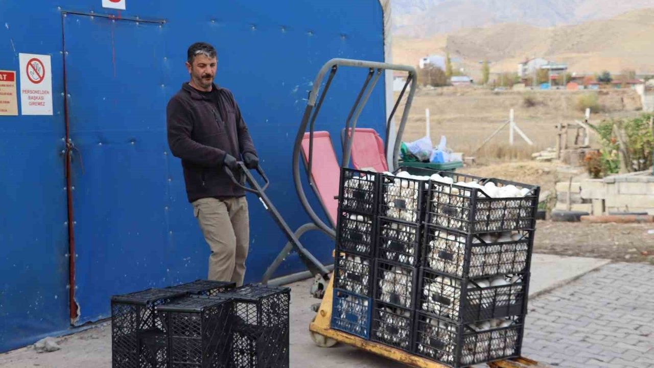 Oltu'da Yılın Son Kültür Mantarı Hasadı Başladı