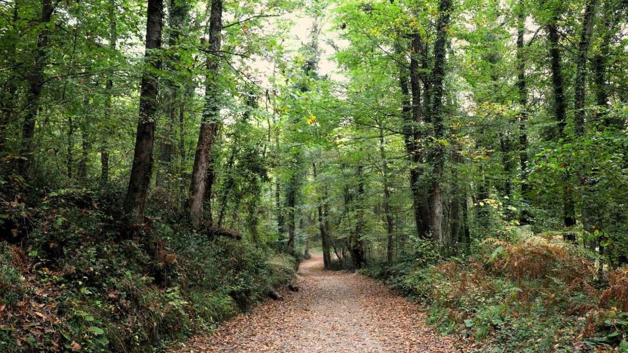 Ormanya Sonbaharı: Kocaeli'nin Doğal Yaşam Parkı Ziyaretçilerini Bekliyor